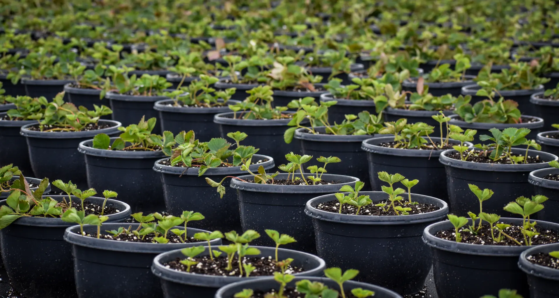 Jonge aardbeiplanten in potten op de kwekerij