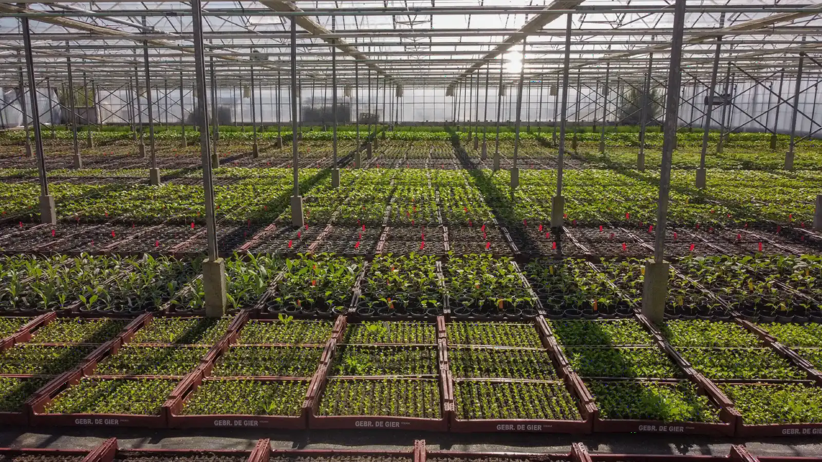 Bakken met jonge groenteplanten in de kas van Gebr. de Gier