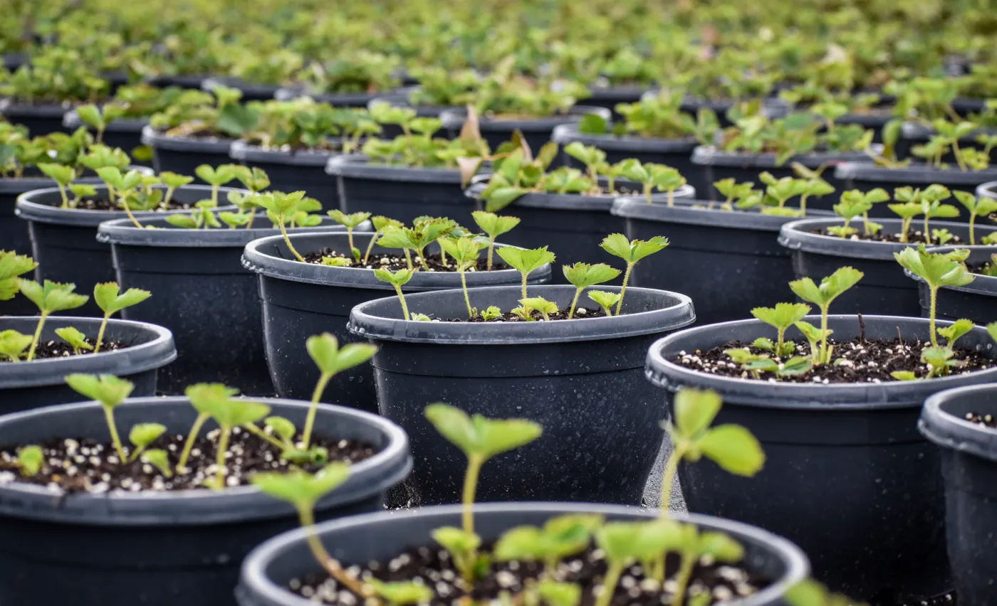 Jonge aardbeiplanten in potten op de kwekerij