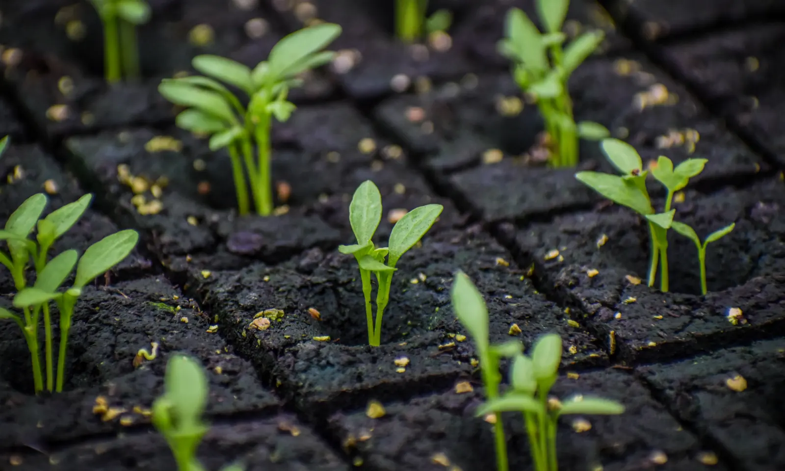 Kiemplantjes in losse perskluiten