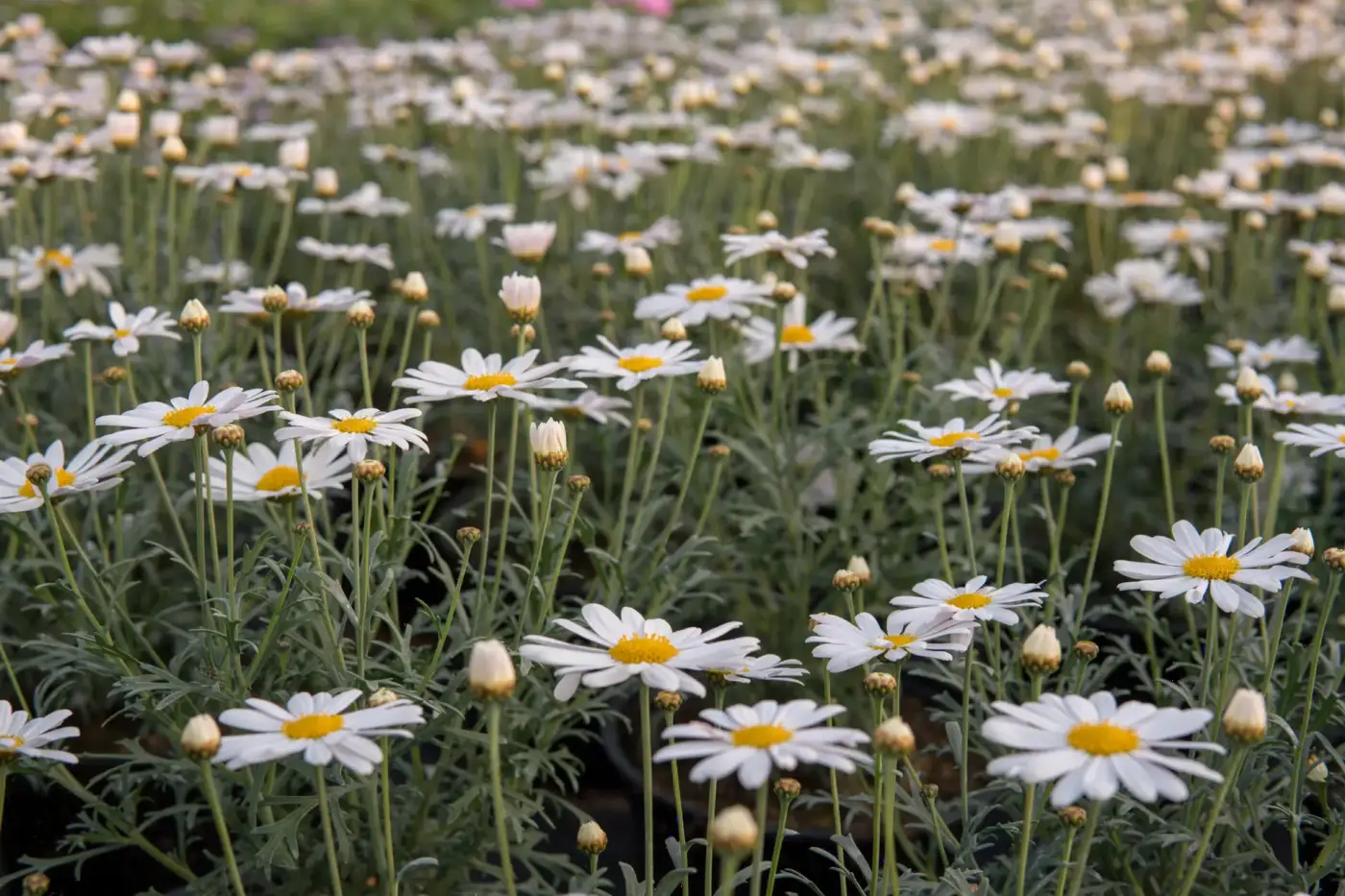 Witte margrieten in bloei op de kwekerij