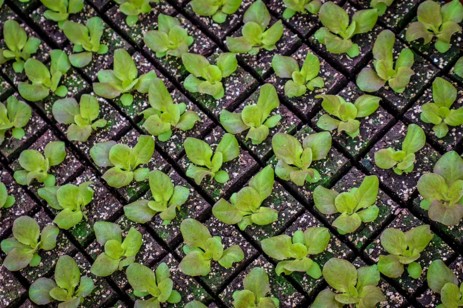 Kiemplantjes in perskluiten van bovenaf