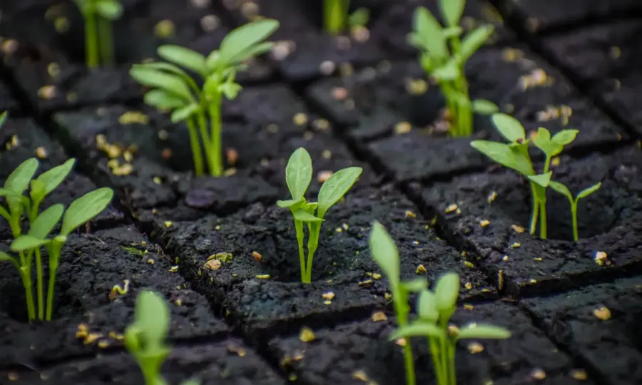 Kiemplantjes in losse perskluiten