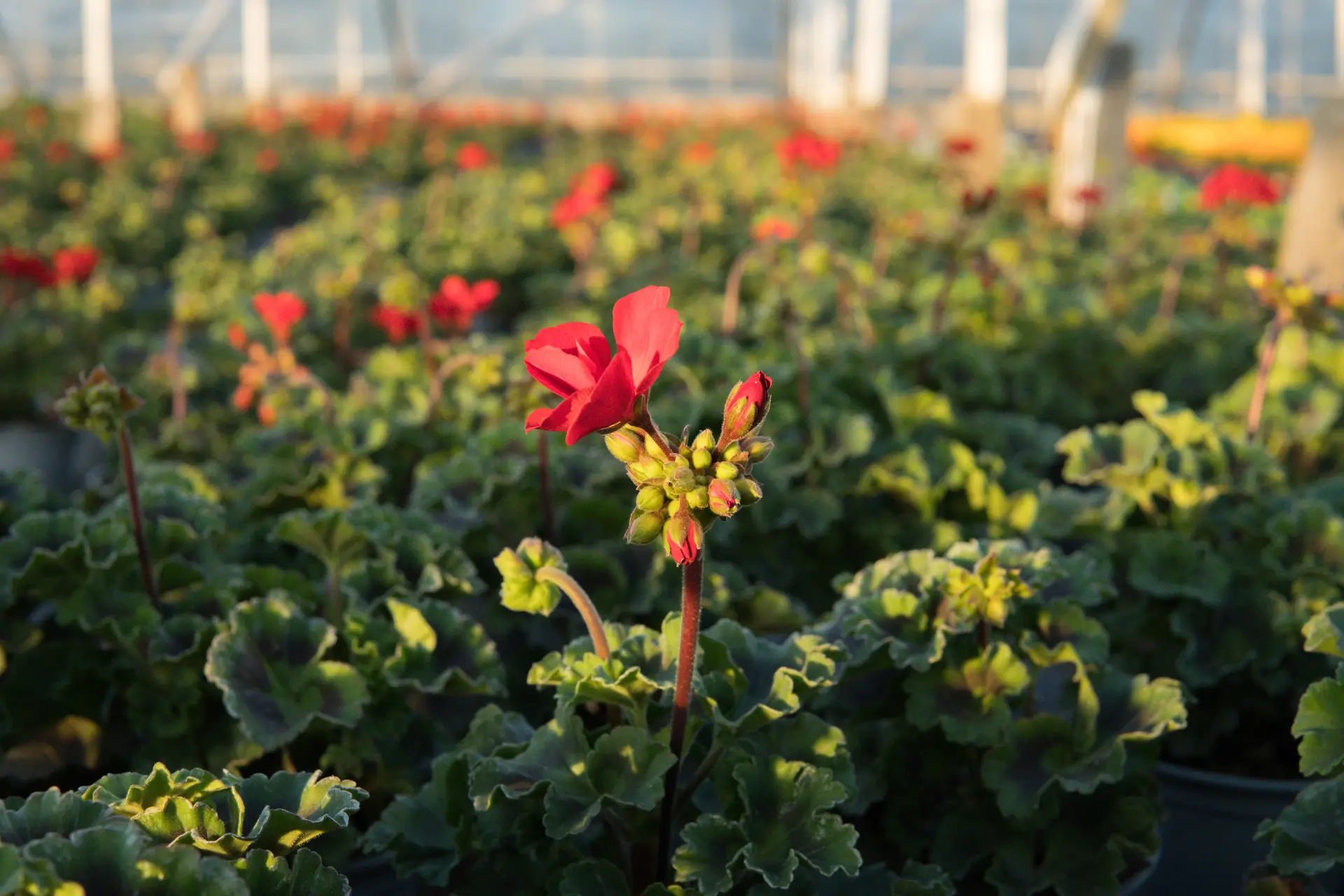Rode geranium in bloei tussen de planten in de kas