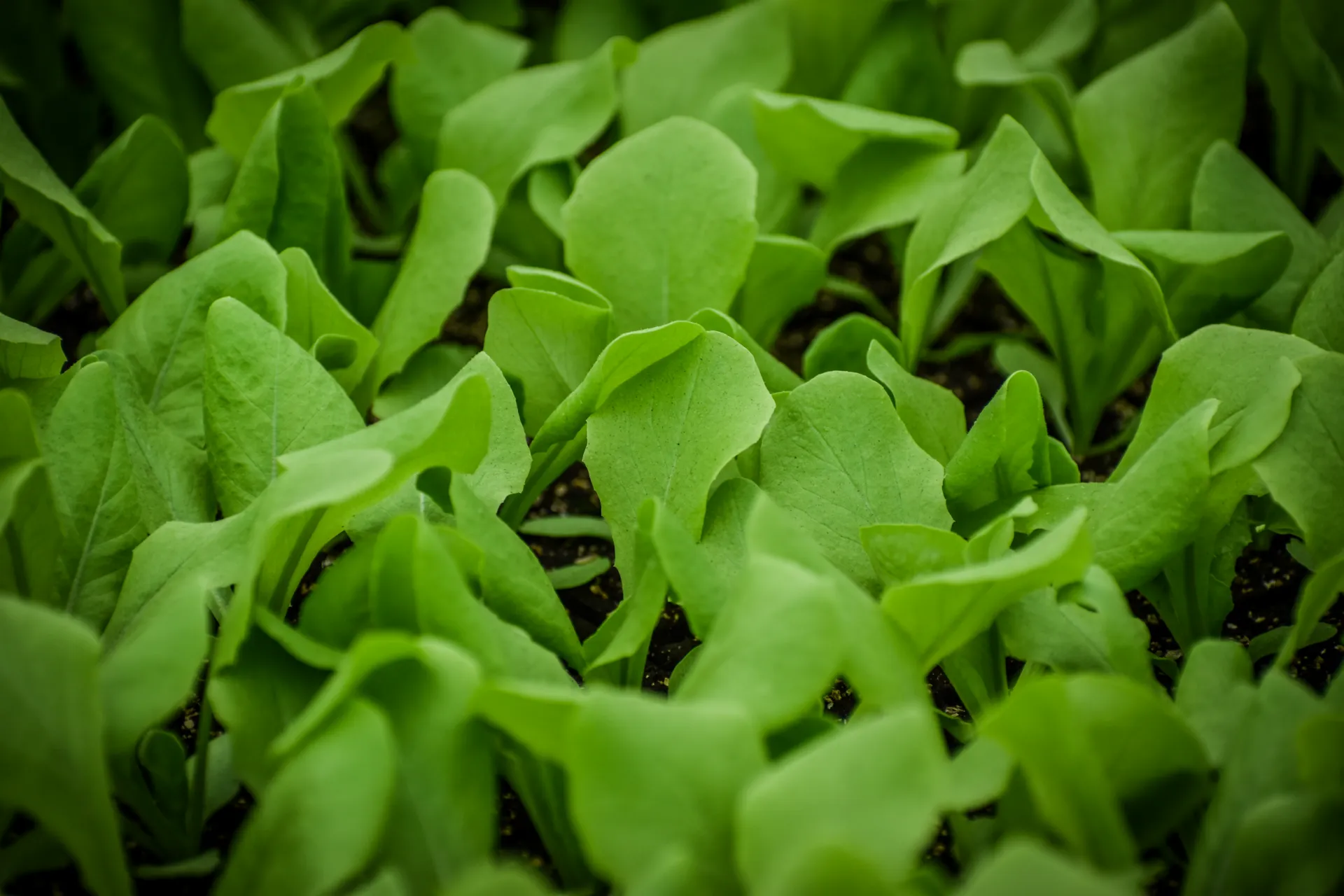 Jonge groenteplanten in de kas van Gebr. de Gier