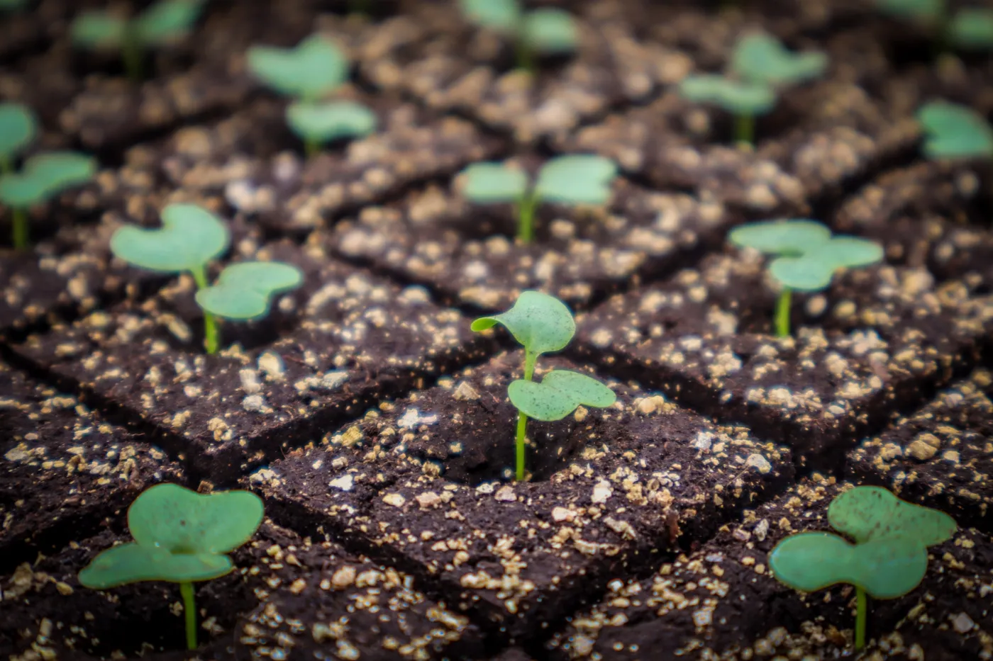Kiemplantjes in perskluiten van 4 cm