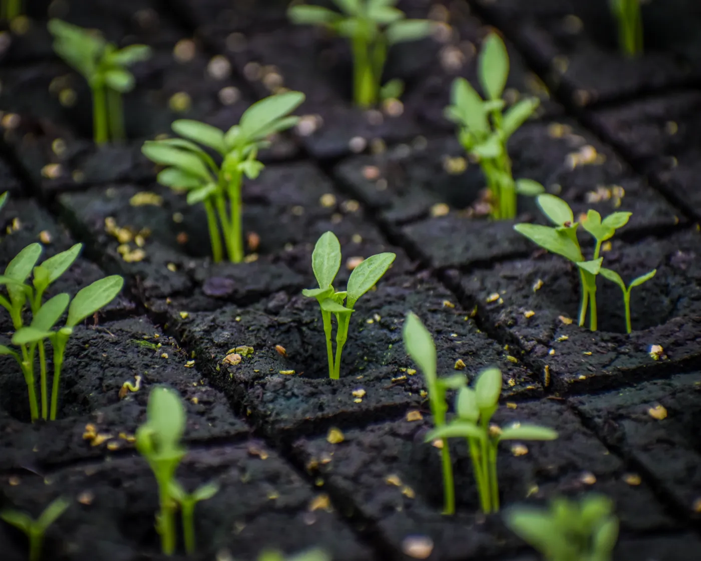 Losse perskluiten met jonge plantjes