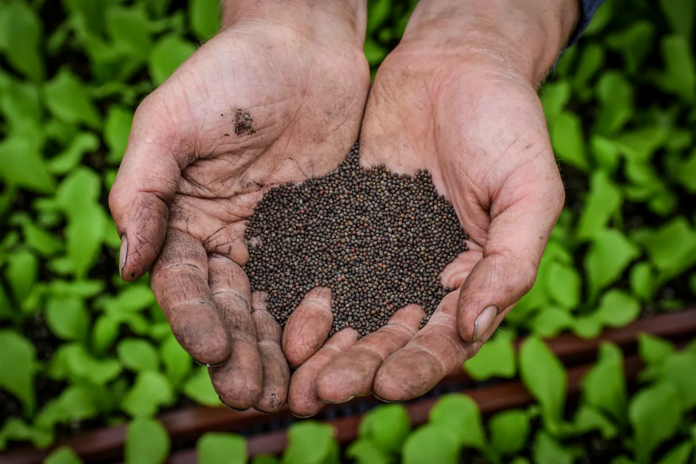 Handen vol groentezaad boven jonge plantjes