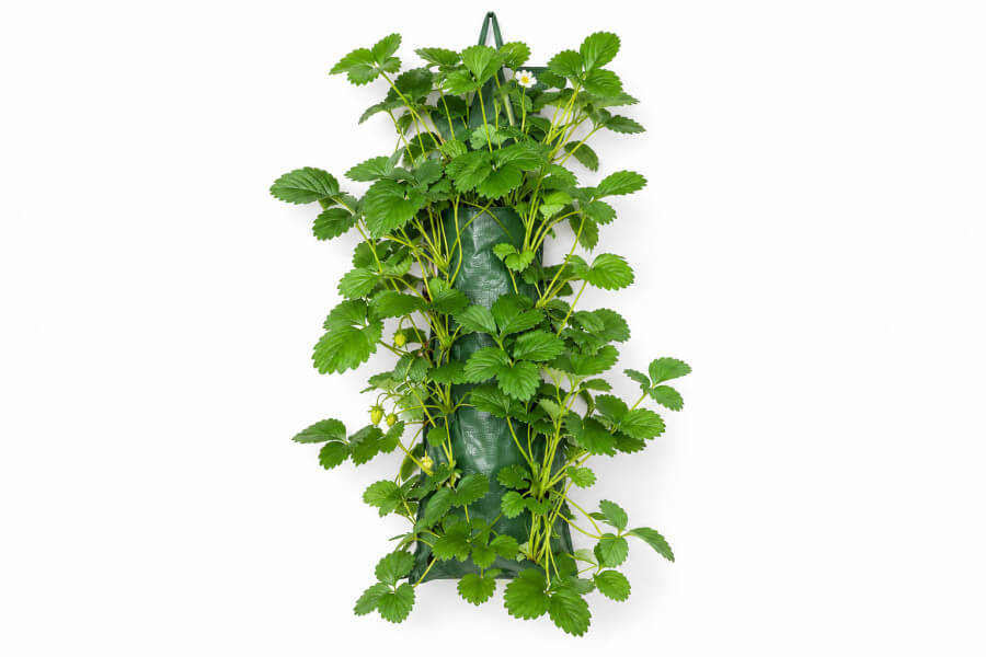 Aardbeien wandhanger