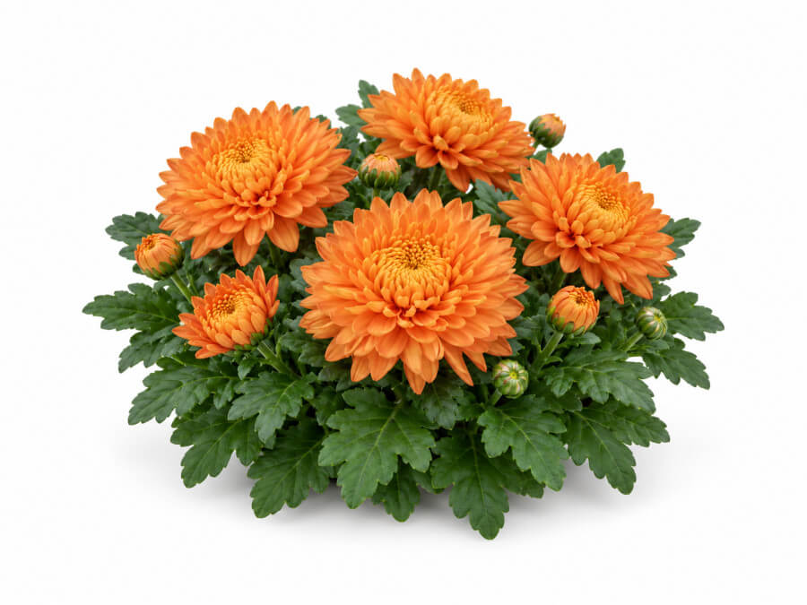 Chrysant pluis brons