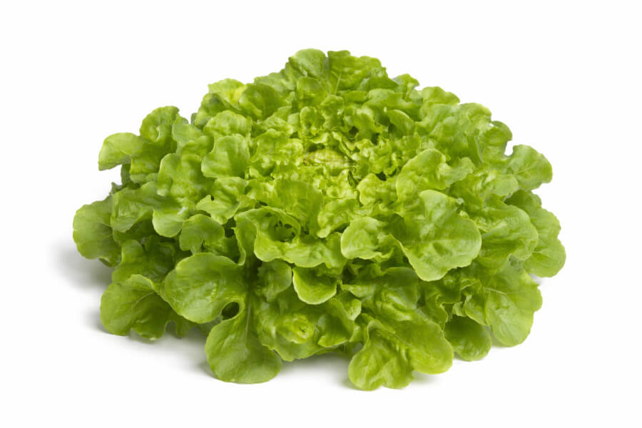 Eikenbladsla groen