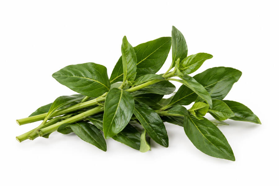 Champignonplant