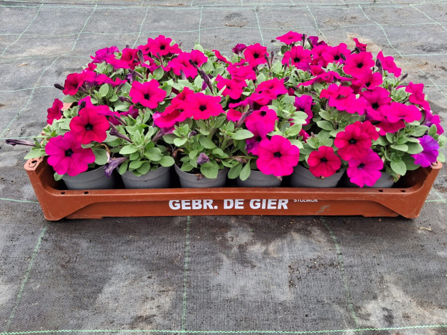 Product afbeelding