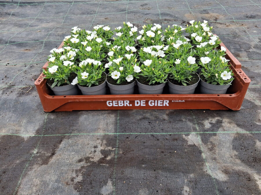Product afbeelding