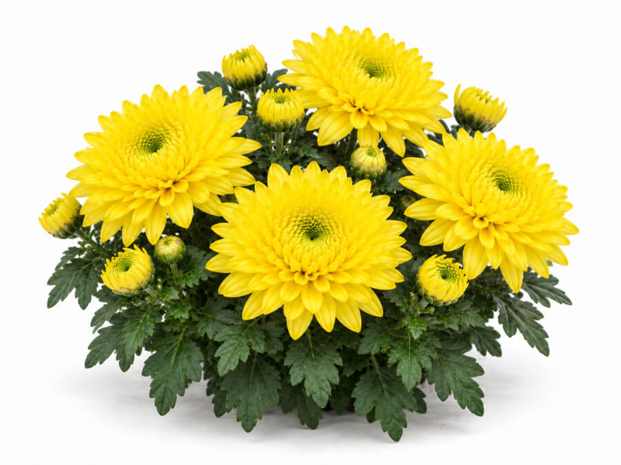 Chrysant tros geel