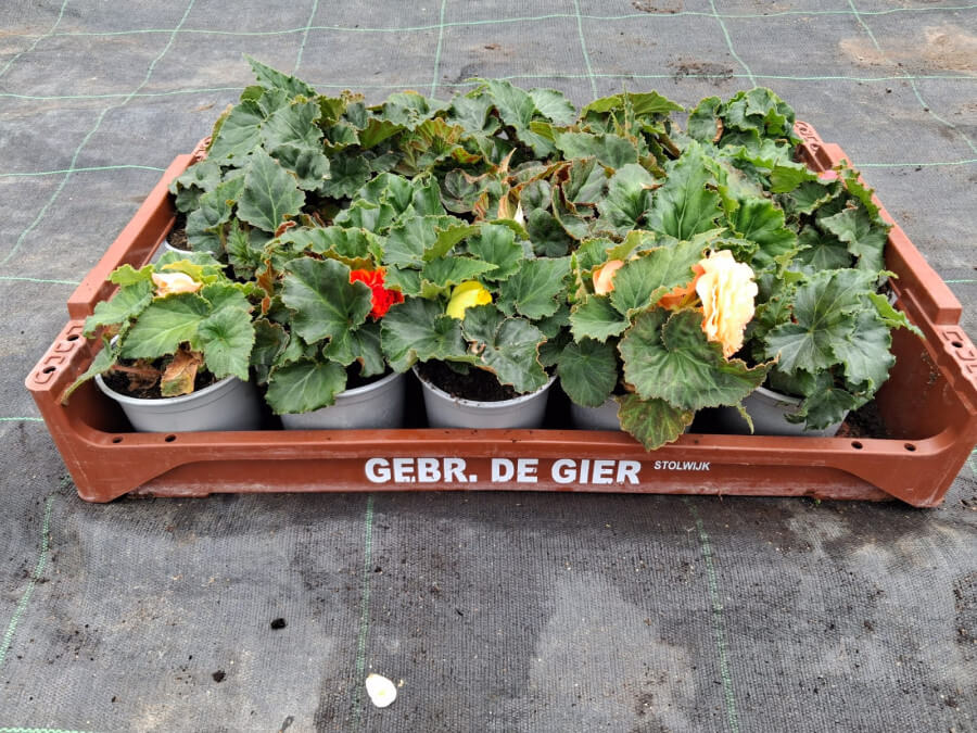Product afbeelding