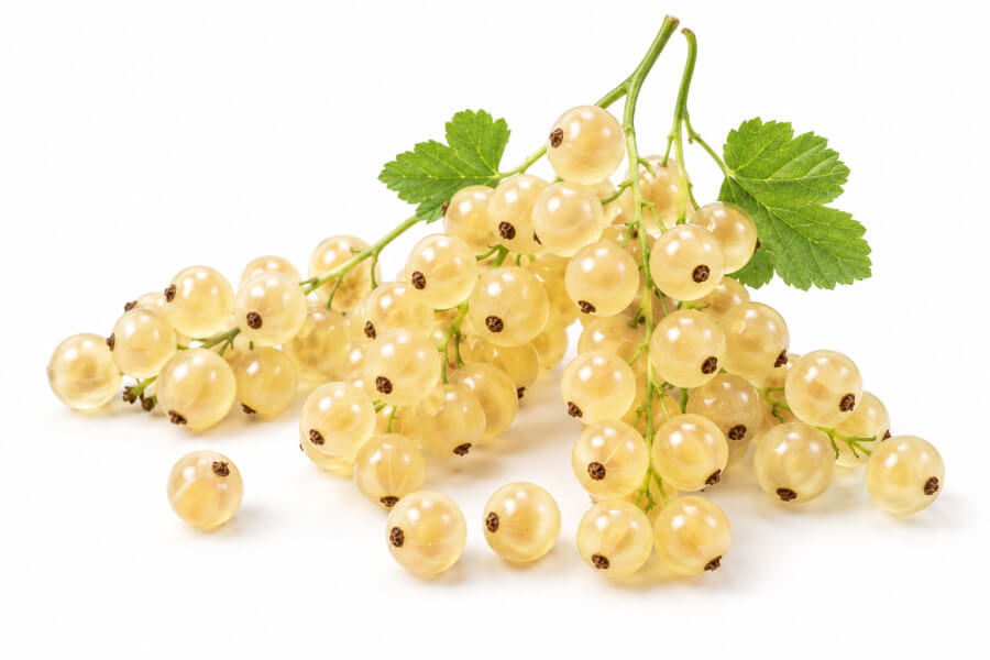 Witte bes (Witte Hollander)