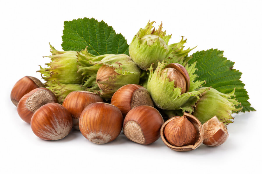 Hazelnoten (Nottinghams Frühe)
